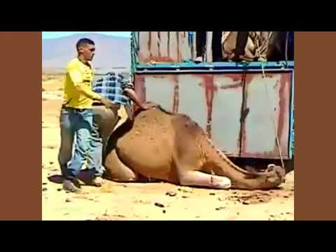 აქლემის ტრანსპორტირება - საინტერესო ვიდეო